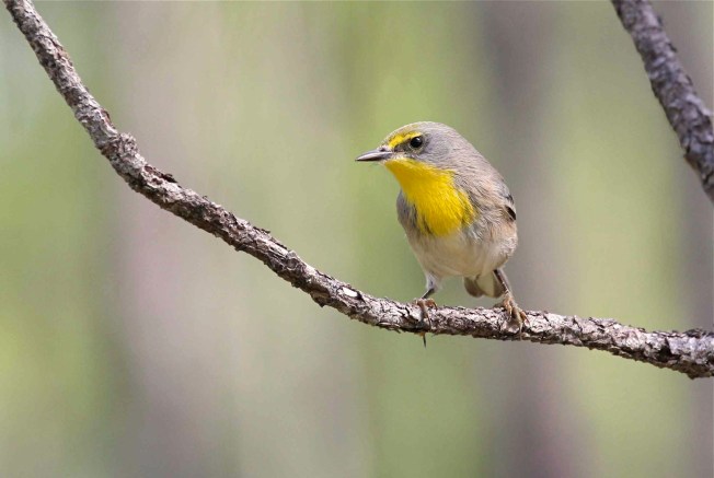 Olive-capped Warbler, Abaco (Bruce Hallett)
