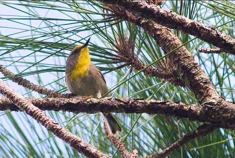 Olive-capped Warbler, Abaco (Tom Reed)