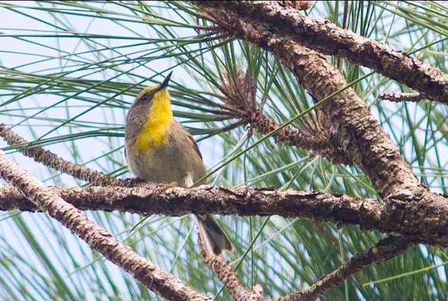 Olive-capped Warbler, Abaco (Tom Reed)