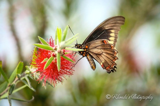 Polydamus Swallowtail, Abaco (Rhonda Pearce)
