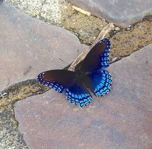 Red-spotted Purple Butterfly (Selah Vie)