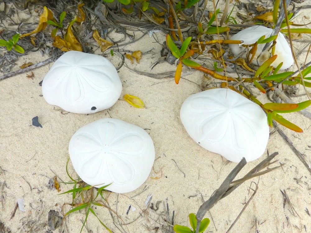 Sea Biscuits, Delphi, Abaco (Clare Latimer)