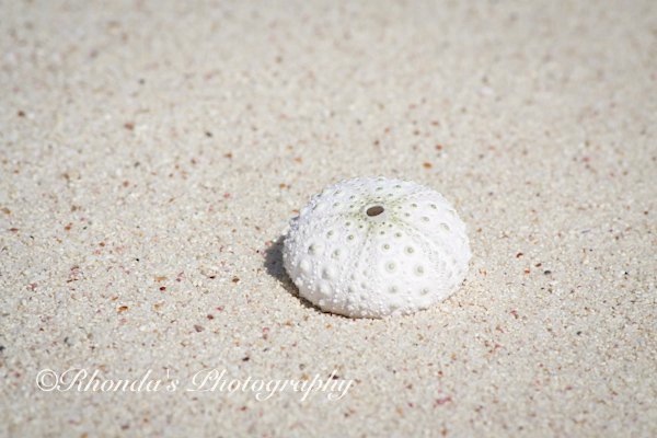 Sea Urchin, Abaco (Rhonda Pearce)