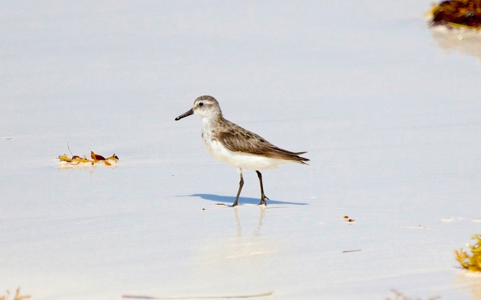 Semi-palmated Sandpiper, Abaco (Alex Hughes)