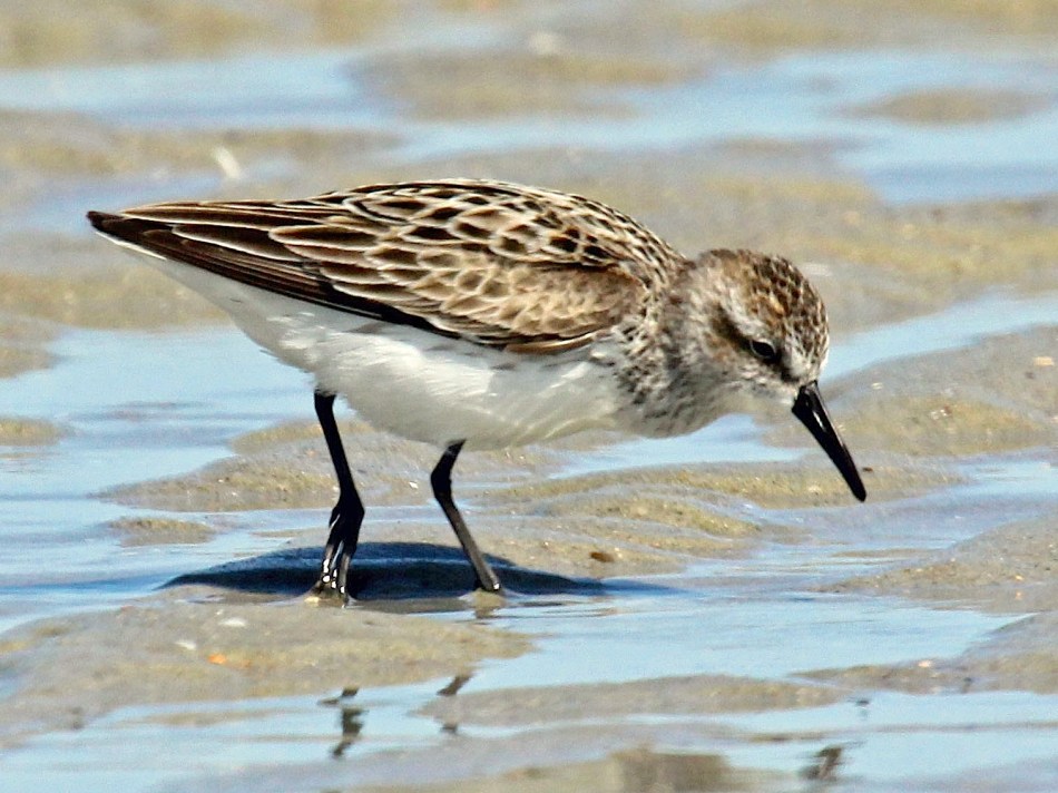 Semipalmated Sandpiper (Dick Daniels Wiki)