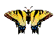 tigertail