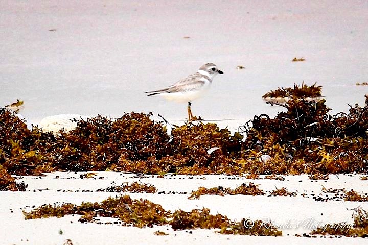 #10 Aug 28. Watching Bay, Cherokee, Abaco. 1 bird. Banded. Rhonda Pearce 1