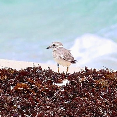 Tuna the Piping Plover: from New Jersey to Abaco (Rhonda Pearce)
