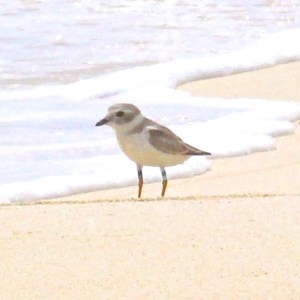 Tuna the Piping Plover: from New Jersey to Abaco (Rhonda Pearce)