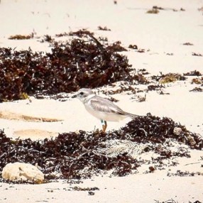 Tuna the Piping Plover: from New Jersey to Abaco (Rhonda Pearce)