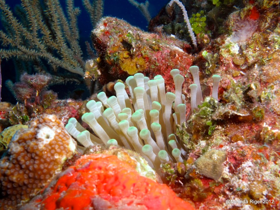 Anemone (Giant) ©Melinda Riger @GBS copy