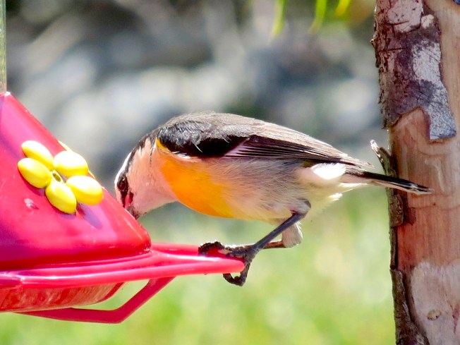 Bananaquit 2, Delphi, Abaco (Keith Salvesen)