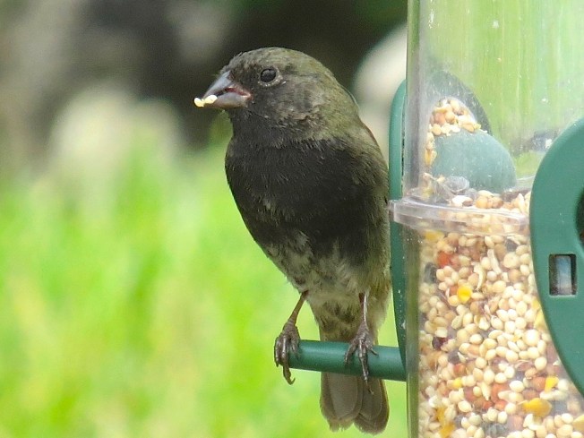Black-faced Grassquit (m) Delphi, Abaco (Keith Salvesen)
