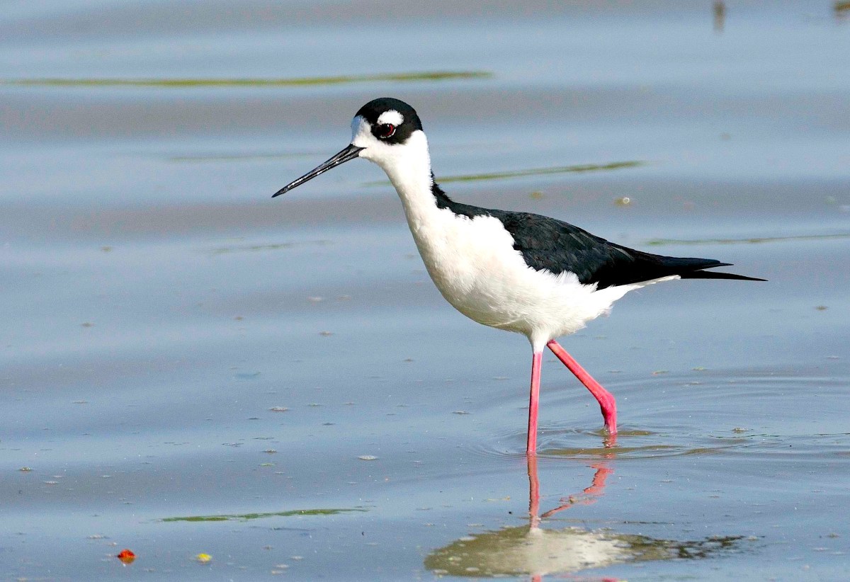 Black-necked Stilt, Abaco (Tom Sheley)