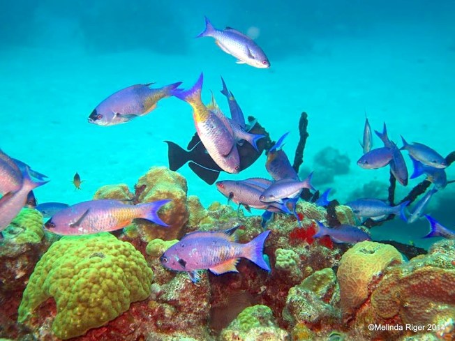 Creole Wrasse ©Melinda Riger @ G B Scuba copy 7