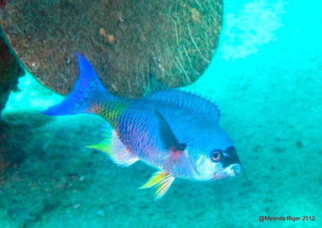 Creole Wrasse ©Melinda Riger @GBS copy