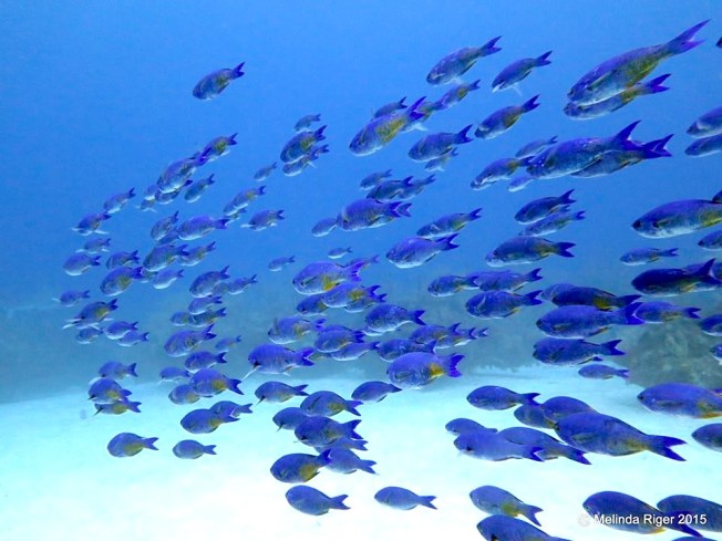 Creole Wrasse School ©Melinda Riger @G B Scuba copy