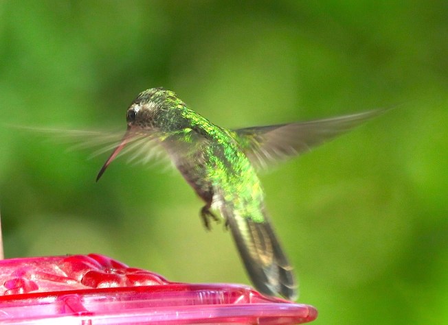 Cuban Emerald, Delphi, Abaco (Peter Mantle) 1