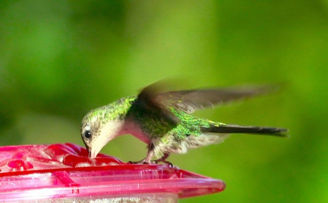 Cuban Emerald, Delphi, Abaco (Peter Mantle) 2
