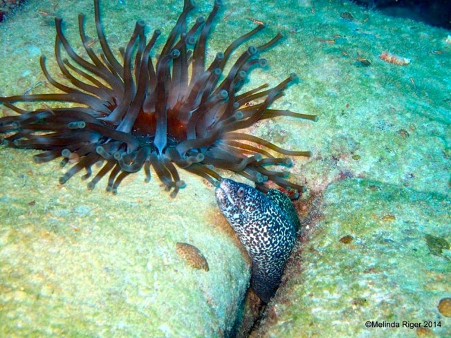 Giant Anemone & Speckles ©Melinda Riger @ G B Scuba copy