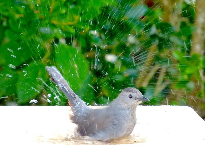 Gray Catbird, Delphi, Abaco (Keith Salvesen)