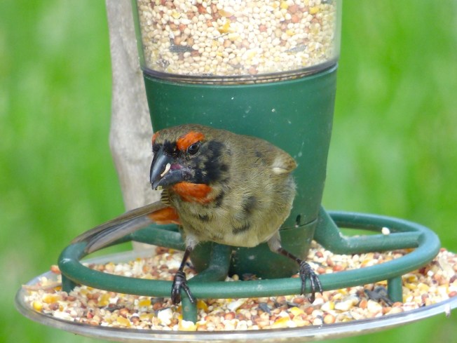 Great Antillean Bullfinch. Delphi, Abaco (Keith Salvesen)