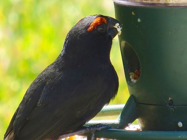Greater Antillean Bullfinch (m), Delphi, Abaco (Keith Salvesen)