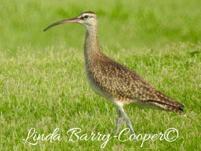 Whimbrel, West End, Grand Bahama 1 Sep 2015 (Linda Barry Cooper)
