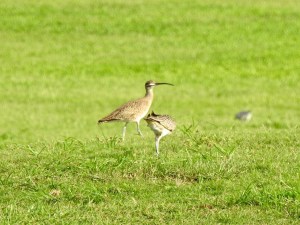 Whimbrel, West End, Grand Bahama 2 Sep 2015 (Linda Barry Cooper)
