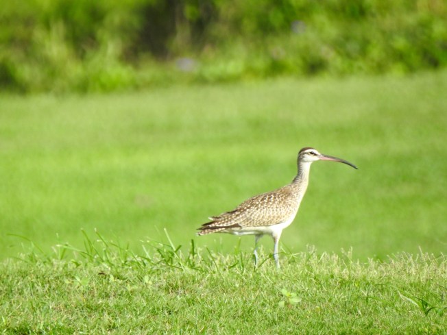 Whimbrel, West End, Grand Bahama 3 Sep 2015 (Linda Barry Cooper)