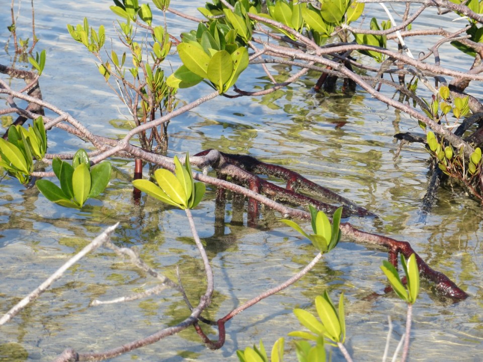 Mangroves, Abaco Marls (Keith Salvesen)