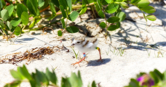 meg-beach-pea PIPL chick π Northside Jim LBI NJ