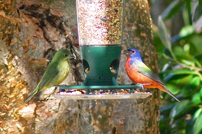 Painted Bunting, Delphi, Abaco (Keith Salvesen)