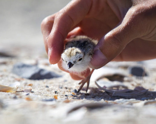 picking-up-piping-plover chick1 π Northside Jim LBI NJ