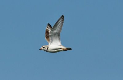 _Piping_Plover_on_the_Fly (USFWS Mountain-Prairie wiki)
