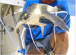Sea Turtle tied up in balloon string (Blair Witherington : NOAA)