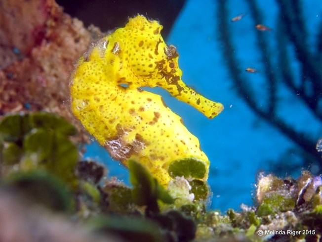 Seahorse (Bahamas) 1 ©Melinda Riger @G B Scuba