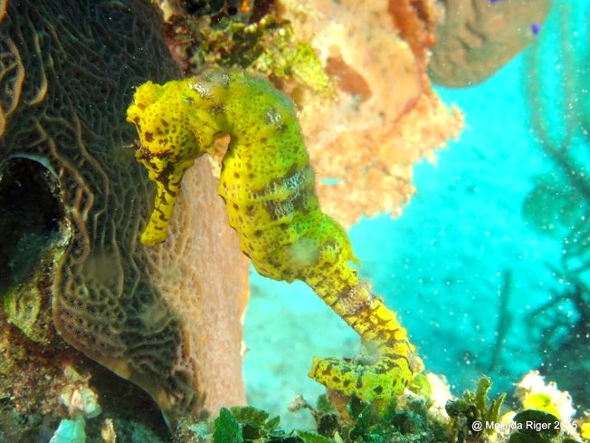 Seahorse (Bahamas) 2 ©Melinda Riger @G B Scuba