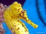 Seahorse (Bahamas) 4 ©Melinda Riger @G B Scuba
