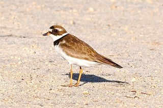 Semi-palmated Plover, Abaco (Tony Hepburn)
