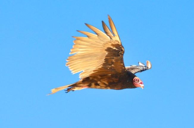 Turkey Vulture, Abaco (Charlie Skinnner)