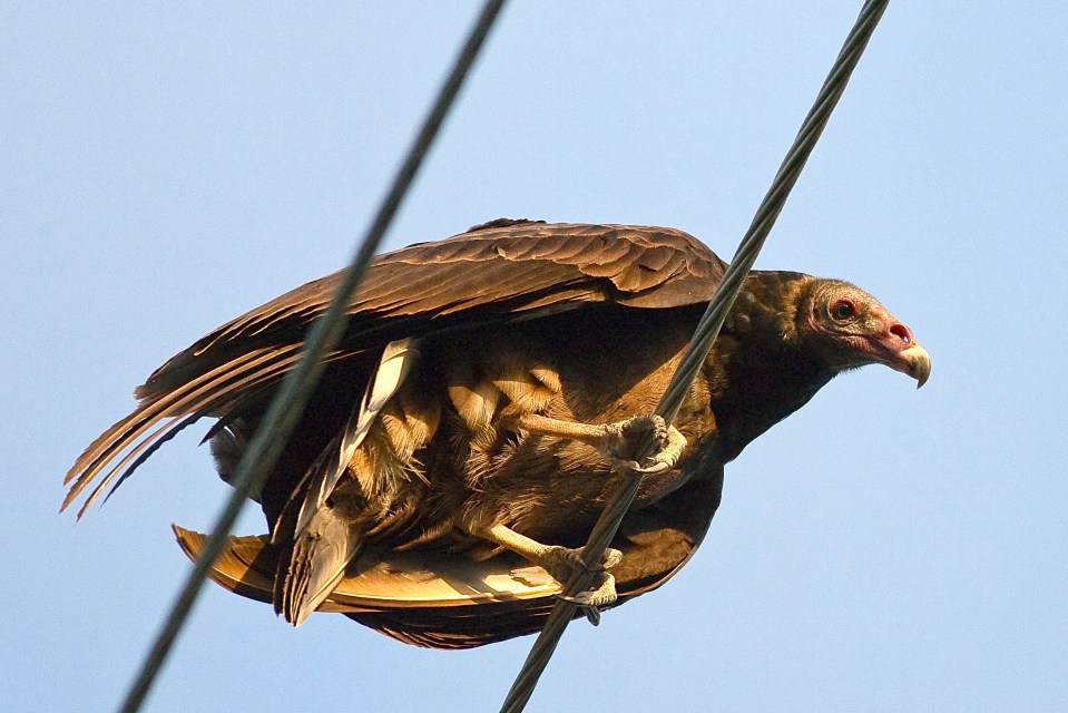 Turkey Vulture, Abaco (Craig Nash) 2