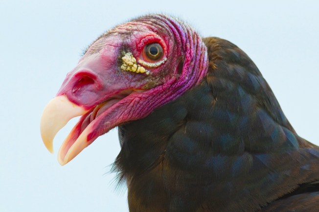 Turkey Vulture, Abaco (Craig Nash)