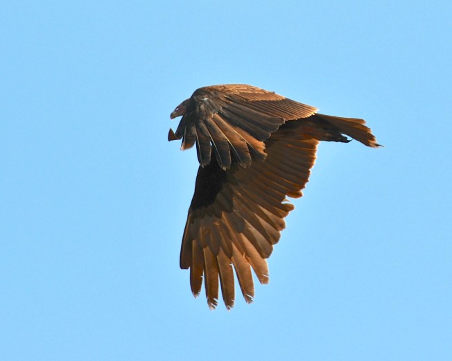 Turkey Vulture, Abaco (Nina Henry)