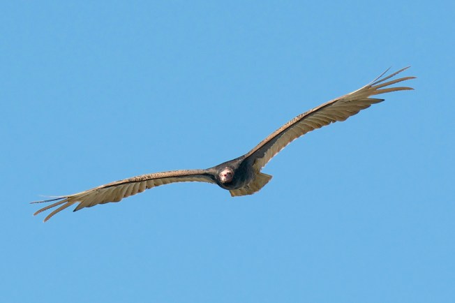 Turkey Vulture, Abaco (Nina Henry)