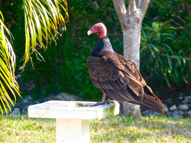 Turkey Vulture, Delphi, Abaco (Keith Salvesen)