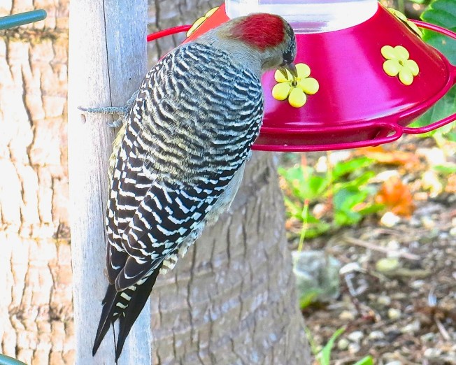 West Indian Woodpecker, Delphi, Abaco (Keith Salvesen)