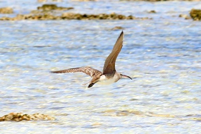Whimbrel in flight, Abaco (Charmaine Albury)