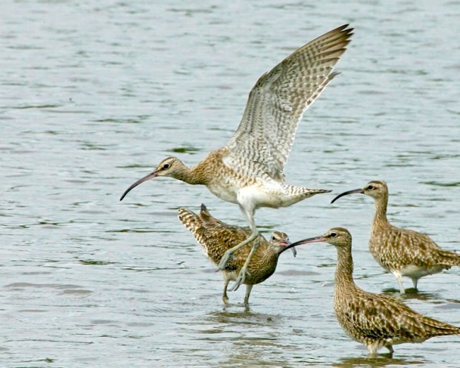 Whimbrel (Lip Kee wiki)