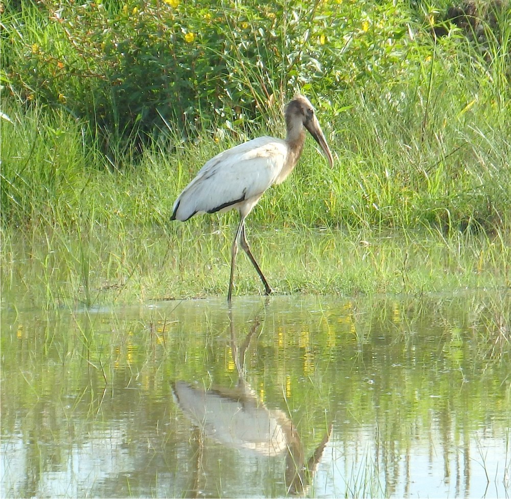 Wood Stork, Grand Bahama (Erika Gates) copy